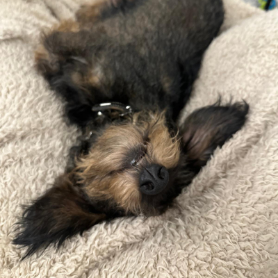 Karly vom Gesselner Feld